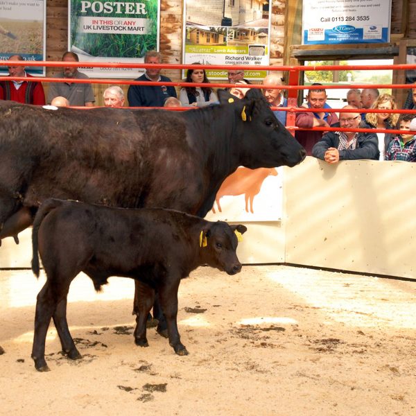 Pateley Bridge Auction