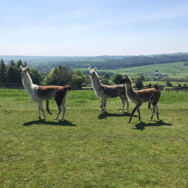 Nidderdale Llamas